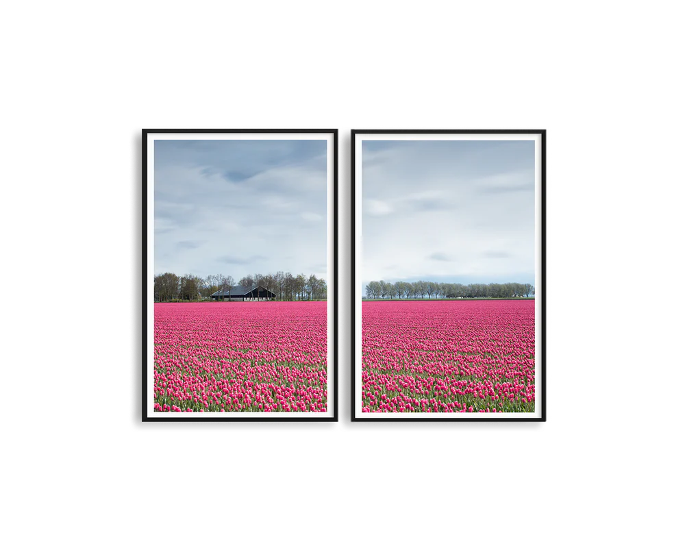 Tulip Fields of Holland