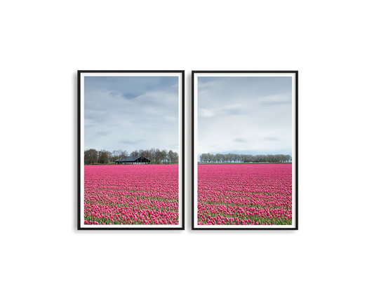 Tulip Fields of Holland
